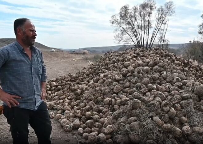 Randevulu sisteme geçmesi nedeniyle tarlada kaldı. Çiftçi isyanda: Bekledikçe kilosu azalıyor